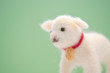 ヤギ　Goat