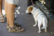 Chien et maître