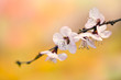 Peach flowers