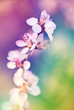 Peach flowers