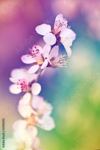 Photo: Peach flowers Peach flowers