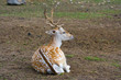 sika deer