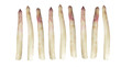Violetter Blechspargel