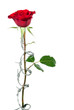 Photo: Forbidden rose Forbidden rose