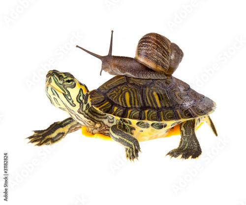 Lazy Snail Lift On Turtle