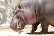 カバ (東京・上野動物園)