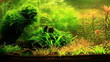 Natural Aquarium. Part 4