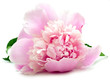 pink peony on white