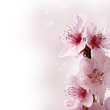 Photo en ligne au meilleur prix fiori di pesco con sfondo sfumato rosa