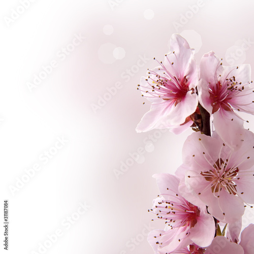 Foto: fiori di pesco con sfondo sfumato rosa fiori di pesco con sfondo sfumato rosa