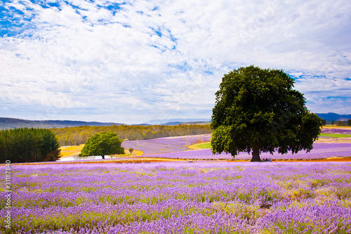 Photo: Lavender farm Lavender farm