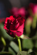 Rote Rose mit unscharfem Hintergrund Rote Rose mit unscharfem Hintergrund