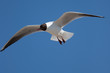 Möwe im Freien Flug Möwe im Freien Flug
