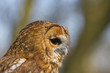 portrait of tawn owl portrait of tawn owl