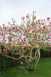 Magnolia