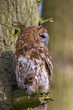 Tawny owl in tree Tawny owl in tree