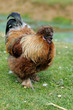 Poule d'élevage Poule d'élevage