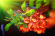 Chaenomeles flowers