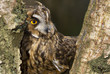 Long eared owl Long eared owl
