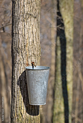 Photo: Bucket on Tree to Collect Sap Bucket on Tree to Collect Sap
