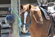 Photo: lesson horse lesson horse