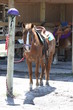 Photo: trail riding horse trail riding horse