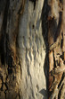 Corteccia