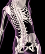 Female skeleton