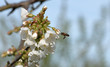 fleurs de cerisier