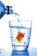 goldfish