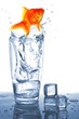 goldfish