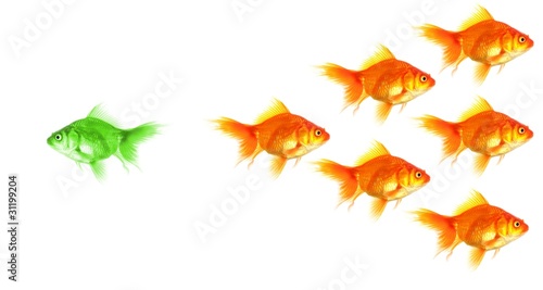 Photo: individual goldfish individual goldfish