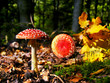 Fly agaric , toadstool, muscaria amanita - toxic mushroom Fly agaric , toadstool, muscaria amanita - toxic mushroom