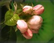 Timelapse blooming apple flowers