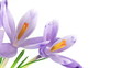 Timelapse blooming crocuses in HD, isolated on white