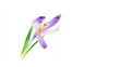 Timelapse blooming crocus in HD, isolated on white, 30fps