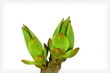 Timelapse growing lilac bud isolated on white.