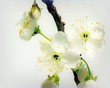 Timelapse blooming cherry flowers isolated on white. 25fps Timelapse blooming cherry flowers isolated on white. 25fps