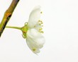 Timelapse blooming cherry flower isolated on white. 25fps