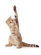 funny kitten pointing up by one paw. Good for any subject insert funny kitten pointing up by one paw. Good for any subject insert