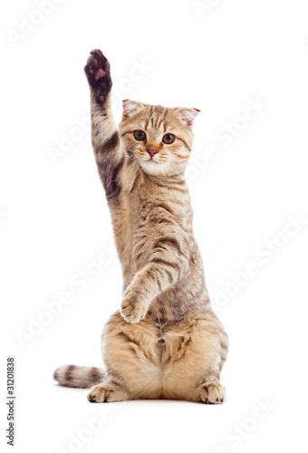 Photo: funny kitten pointing up by one paw funny kitten pointing up by one paw
