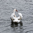 Swan