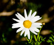 Daisy Wheel