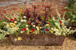 Flowers in Old Trough Flowers in Old Trough