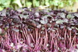 Foto: Rotkohlsprossen Daikonsprossen vegetarische Küche Rotkohlsprossen Daikonsprossen vegetarische Küche