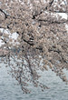 Photo: Cherry Blossom Cherry Blossom