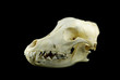 Dog skull