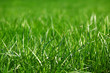 green grass