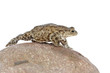 toad