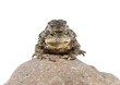 Toads
